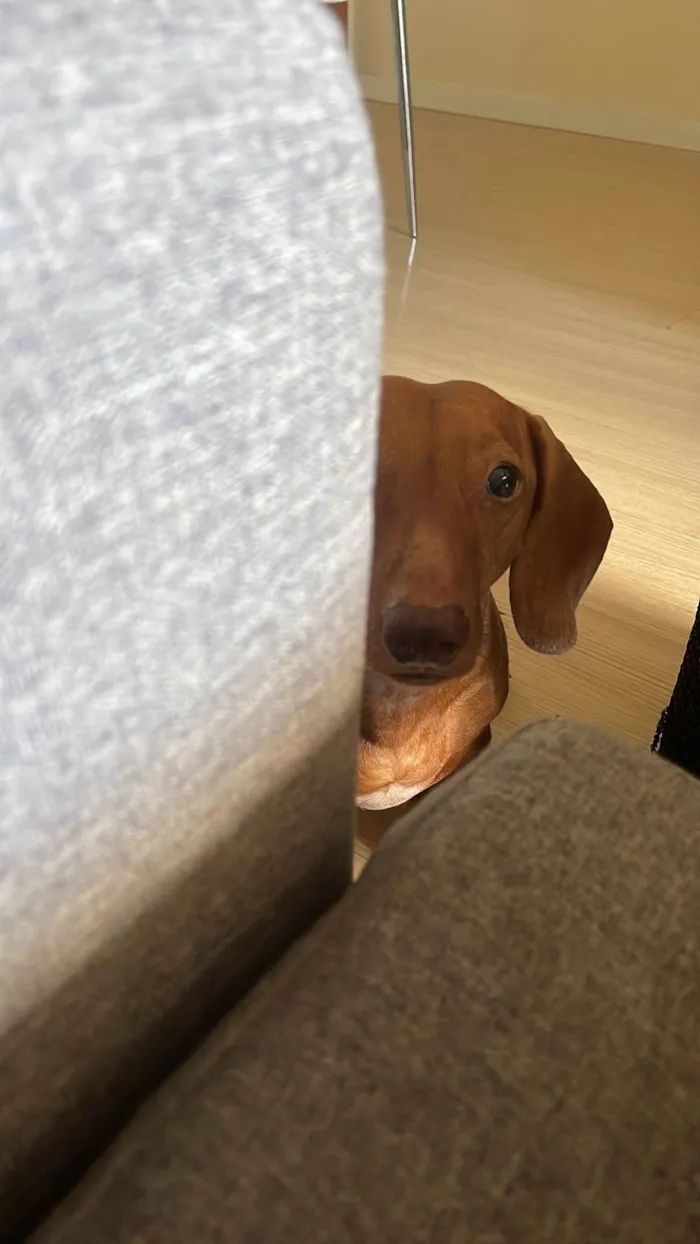 Cachorro ra a Basset-Cofap idade 6 ou mais anos nome Nino