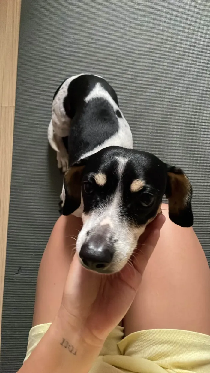 Cachorro ra a SRD-ViraLata idade 5 anos nome Charlotte