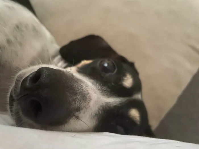 Cachorro ra a SRD-ViraLata idade 5 anos nome Charlotte