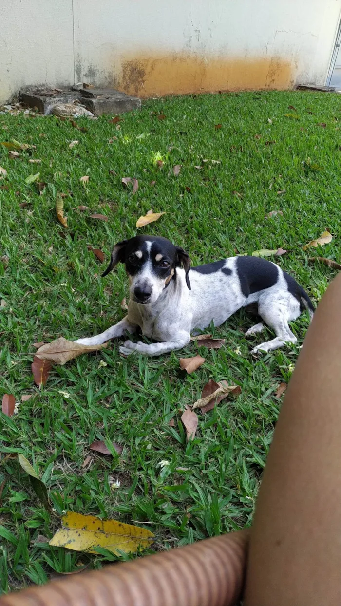Cachorro ra a SRD-ViraLata idade 5 anos nome Charlotte