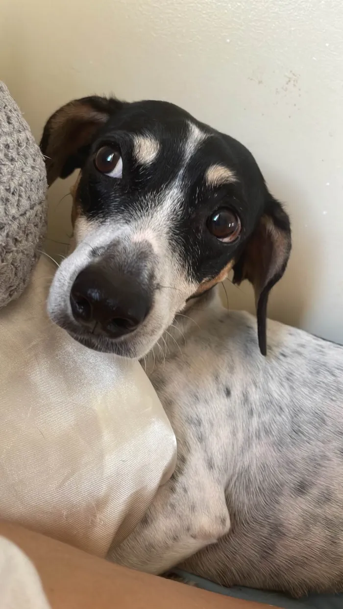 Cachorro ra a SRD-ViraLata idade 5 anos nome Charlotte
