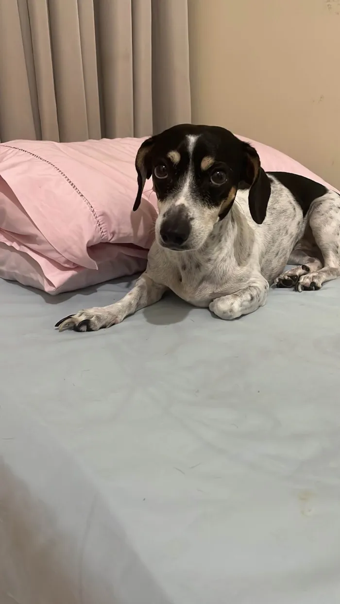 Cachorro ra a SRD-ViraLata idade 5 anos nome Charlotte