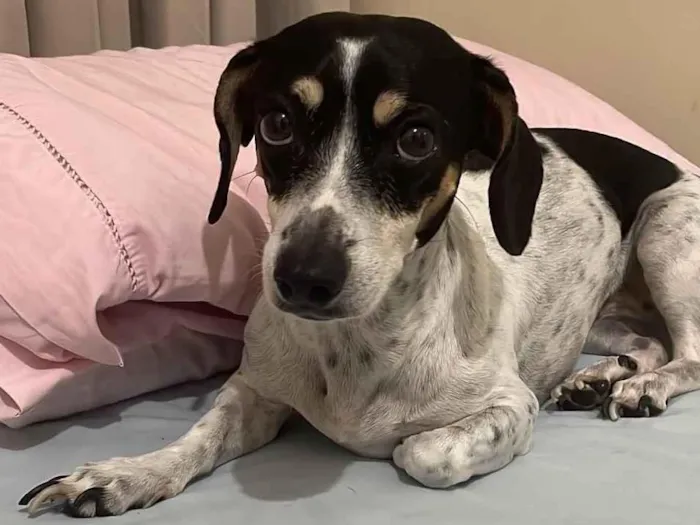 Cachorro ra a SRD-ViraLata idade 5 anos nome Charlotte