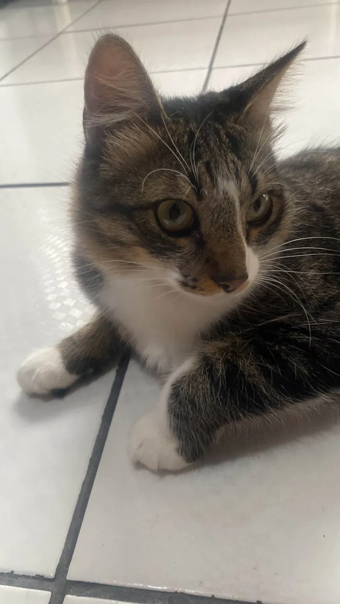 Gato ra a  idade 1 ano nome Branquinha  e luk