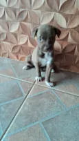 Filhotes