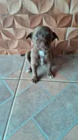 Filhotes