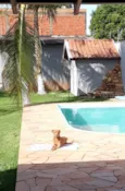 Filhotes