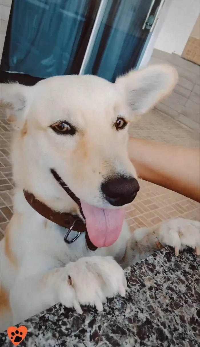 Cachorro ra a Boder collie com Barce  idade 7 a 11 meses nome Luke