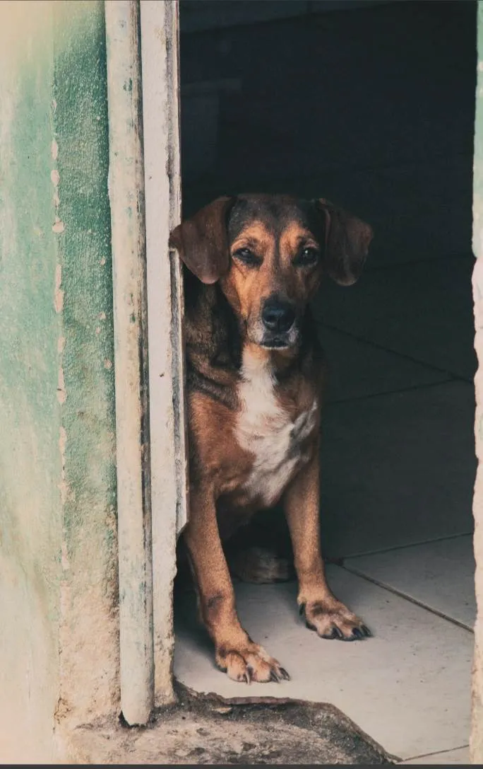 Cachorro ra a SRD-ViraLata idade 4 anos nome Manuela