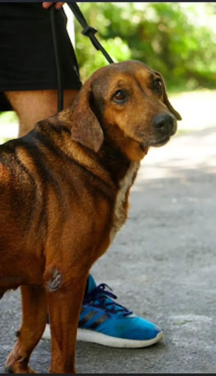 Cachorro ra a SRD-ViraLata idade 4 anos nome Manuela