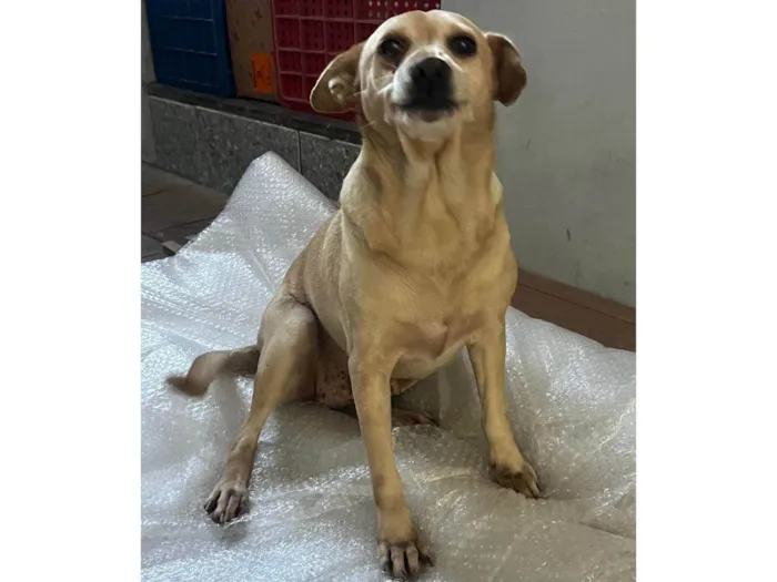 Cachorro ra a SRD-ViraLata idade 2 anos nome Sem nome