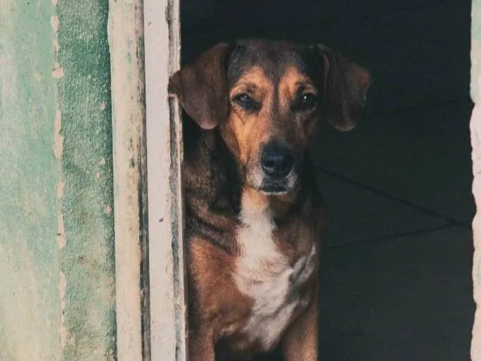 Cachorro ra a SRD-ViraLata idade 4 anos nome Manuela