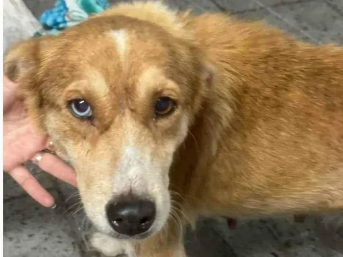 Cachorro ra a SRD-ViraLata idade 2 anos nome Sem nome