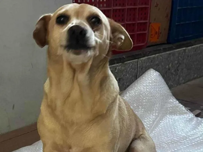 Cachorro ra a SRD-ViraLata idade 2 anos nome Sem nome