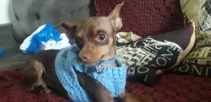 Cachorro ra a Pinscher idade 3 anos nome Thor