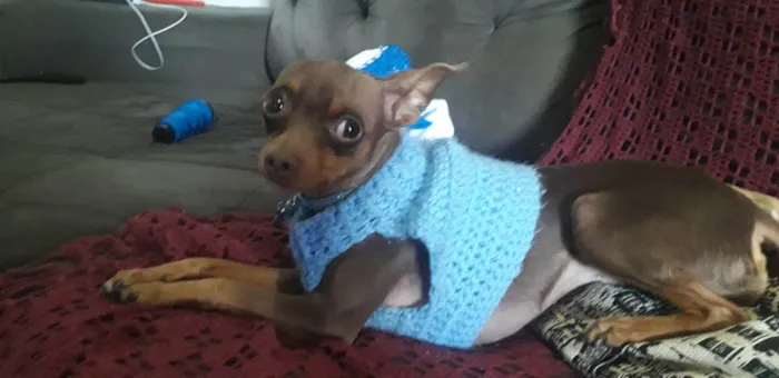 Cachorro ra a Pinscher idade 3 anos nome Thor