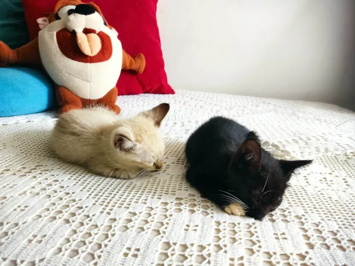 Gato ra a SRD-ViraLata idade 2 a 6 meses nome Mingau e Fígaro 
