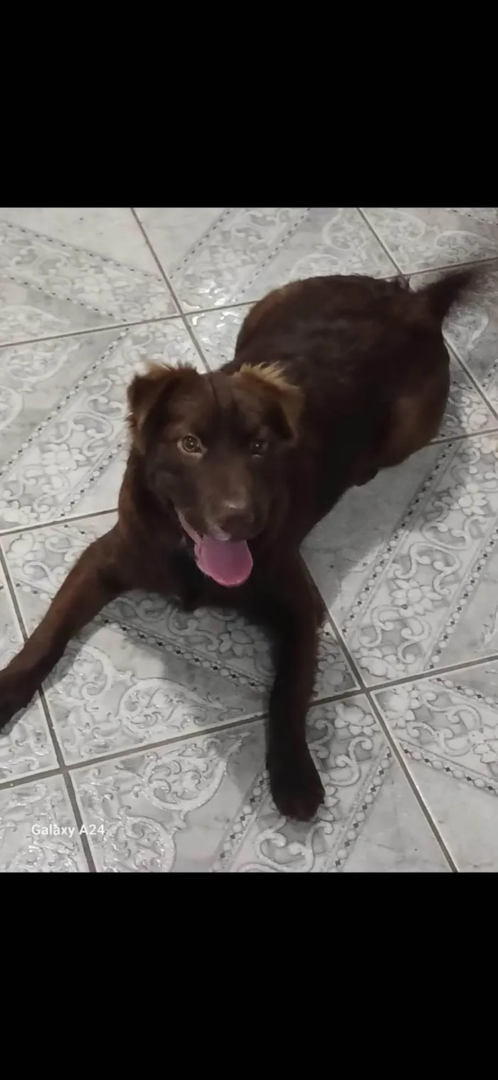 Cachorro ra a Border Collie com Labrador idade 7 a 11 meses nome Pandora