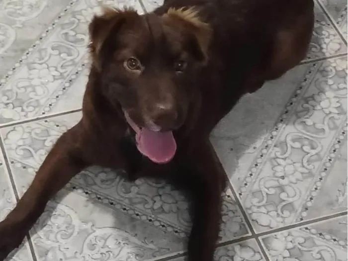Cachorro ra a Border Collie com Labrador idade 7 a 11 meses nome Pandora