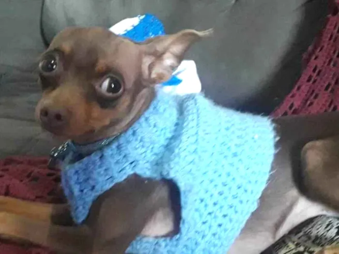 Cachorro ra a Pinscher idade 3 anos nome Thor