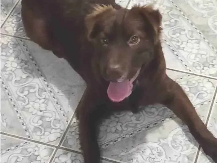 Cachorro ra a Border Collie com Labrador idade 7 a 11 meses nome Pandora