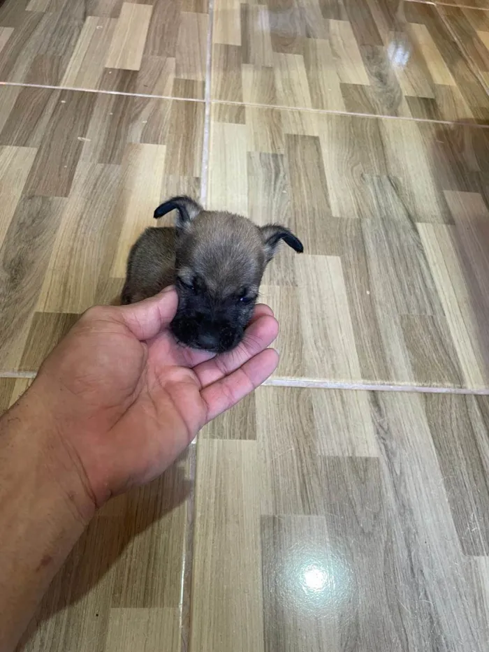 Cachorro ra a Vira-latas  idade Abaixo de 2 meses nome Thor