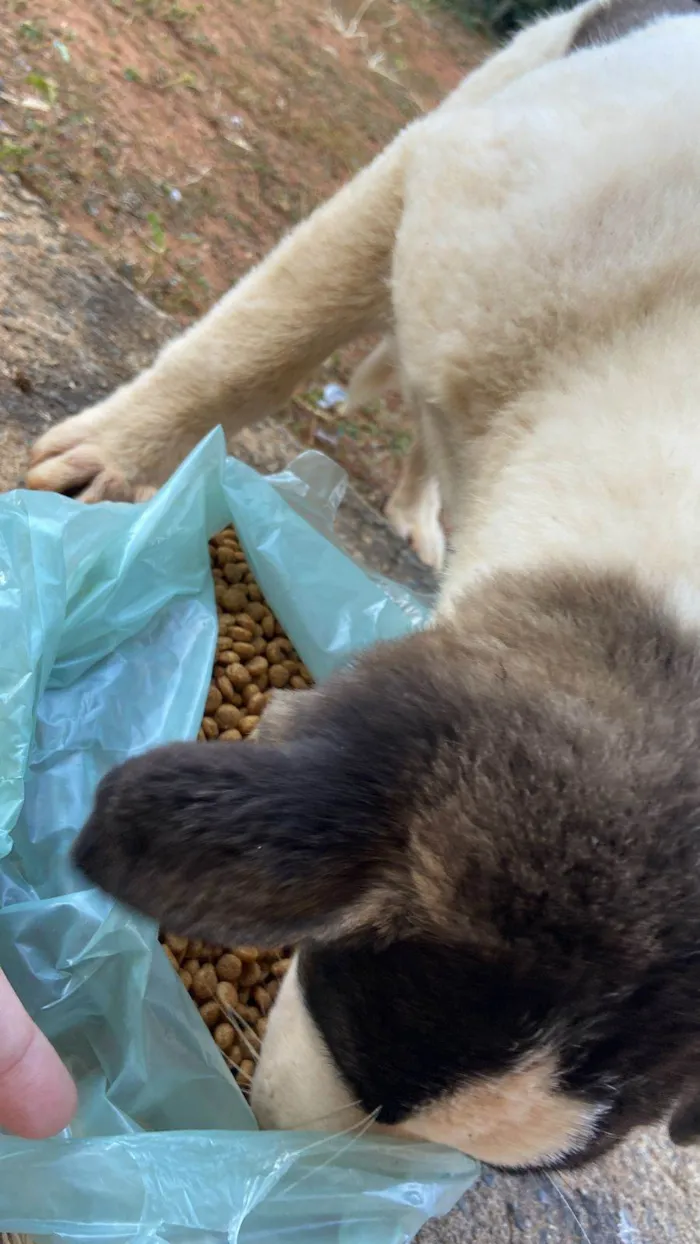 Cachorro ra a SRD-ViraLata idade  nome Não possui ainda