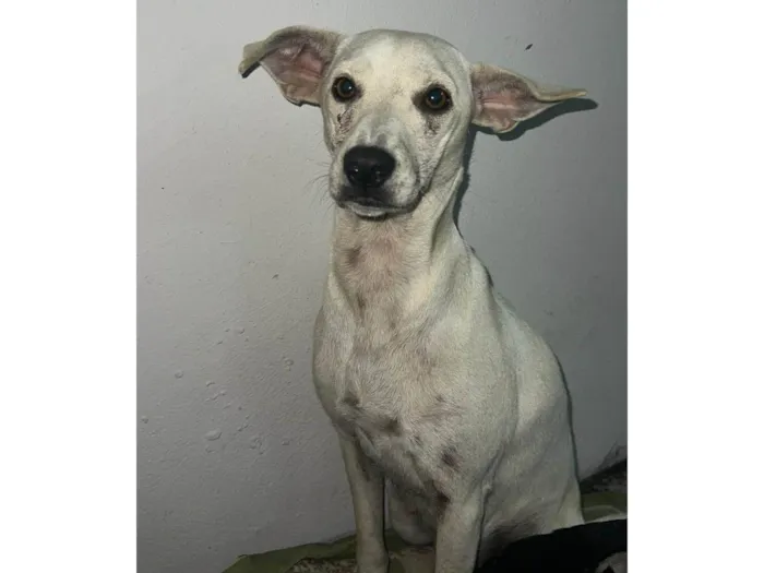 Cachorro ra a SRD-ViraLata idade 2 anos nome Sem nome