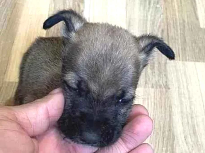 Cachorro ra a Vira-latas  idade Abaixo de 2 meses nome Thor