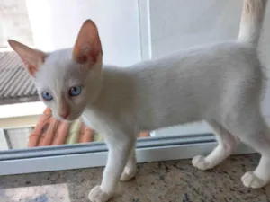 Gato raça Siamês blue point idade 2 a 6 meses nome Yuki bb2meses lindo 