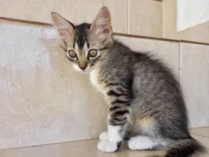 Gato raça SRD-ViraLata idade 2 a 6 meses nome Caramel bb2meses pelo longo 