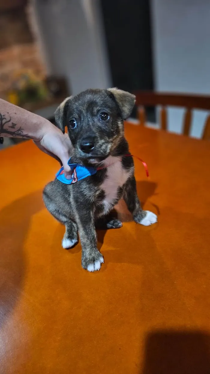 Cachorro ra a SRD-ViraLata idade 2 a 6 meses nome Fred