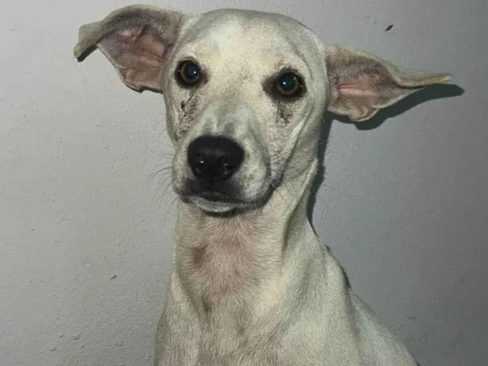 Cachorro ra a SRD-ViraLata idade 2 anos nome Sem nome