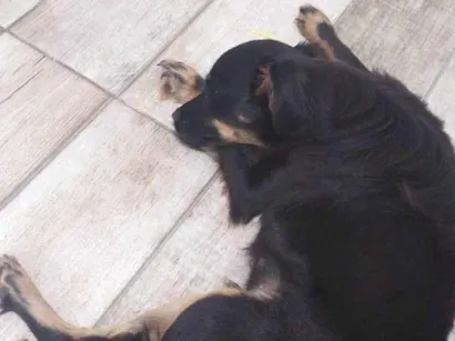 Cachorro raça SRD-ViraLata idade 2 anos nome Logan 