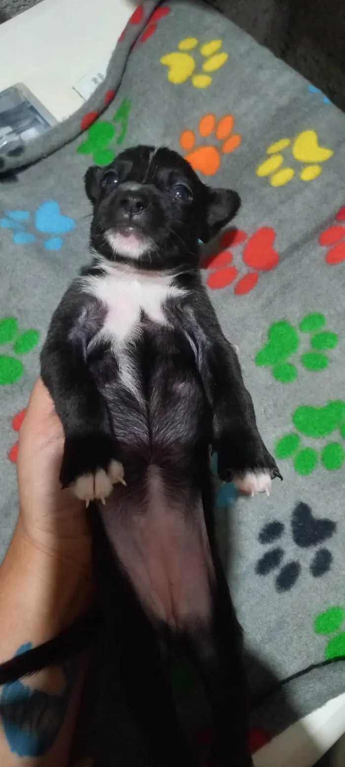 Cachorro ra a Mistura de Pitt bull terrier  idade Abaixo de 2 meses nome Sem nome 