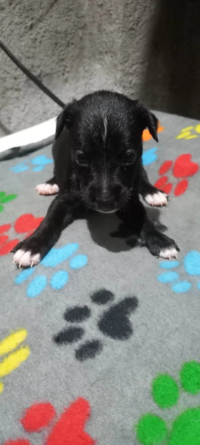 Cachorro ra a Mistura de Pitt bull terrier  idade Abaixo de 2 meses nome Sem nome 