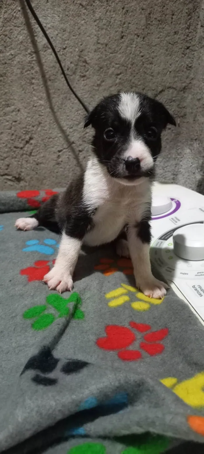 Cachorro ra a Mistura de Pitt bull terrier  idade Abaixo de 2 meses nome Sem nome 