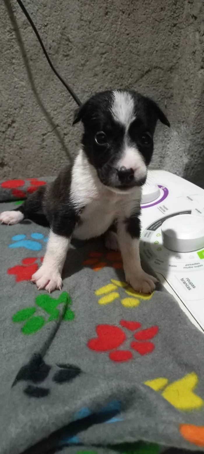 Cachorro ra a Mistura de Pitt bull terrier  idade Abaixo de 2 meses nome Sem nome 