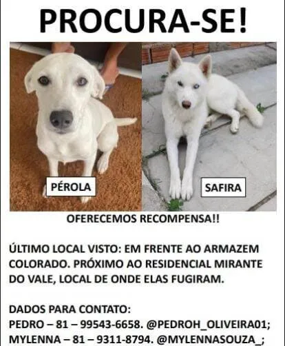 Cachorro ra a Cachorro lobo,e vira lata as duas brancas  idade 1 ano nome Safira e pérola 