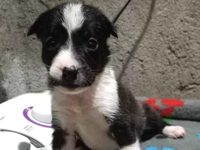 Cachorro ra a Mistura de Pitt bull terrier  idade Abaixo de 2 meses nome Sem nome 