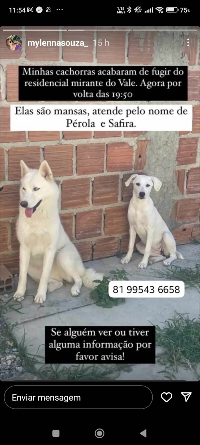 Cachorro ra a Cachorro lobo,e vira lata as duas brancas  idade 1 ano nome Safira e pérola 