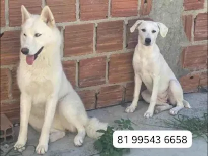 Cachorro raça Cachorro lobo,e vira lata as duas brancas  idade 1 ano nome Safira e pérola 