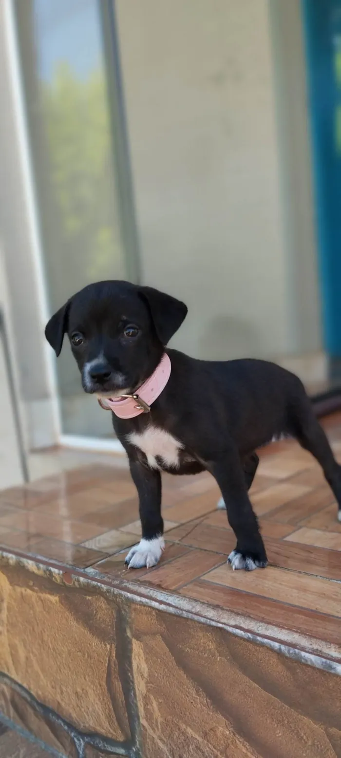 Cachorro ra a SRD idade Abaixo de 2 meses nome Não definido