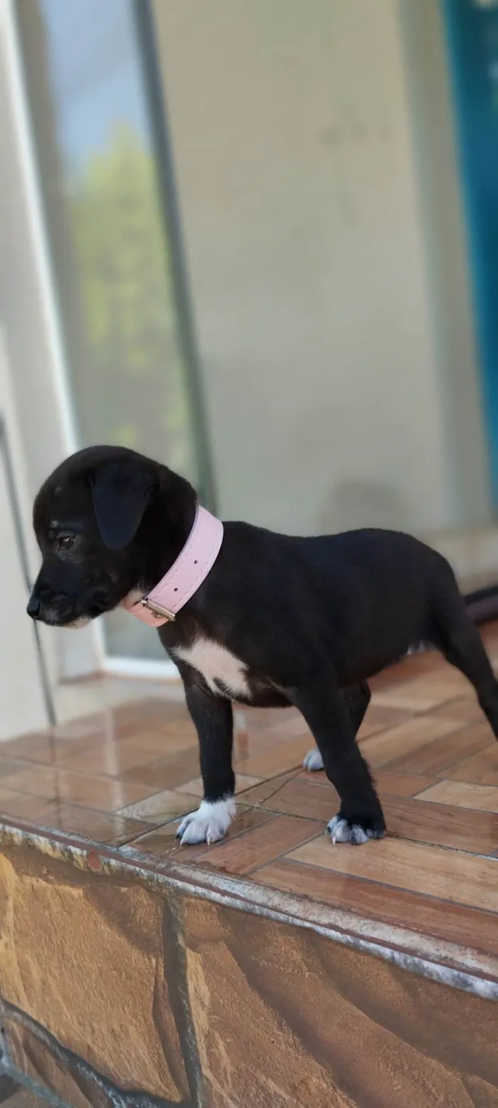 Cachorro ra a SRD idade Abaixo de 2 meses nome Não definido