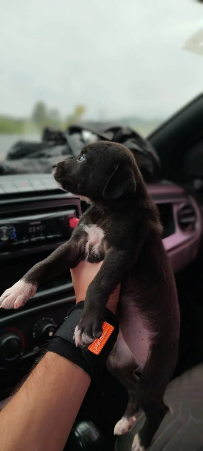 Cachorro ra a SRD idade Abaixo de 2 meses nome Não definido