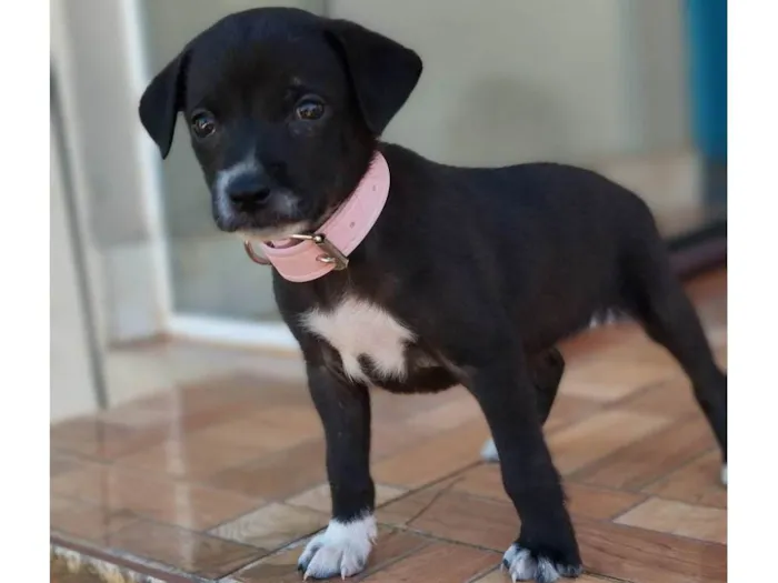 Cachorro ra a SRD idade Abaixo de 2 meses nome Não definido