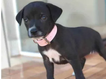 Cachorro raça SRD idade Abaixo de 2 meses nome Não definido