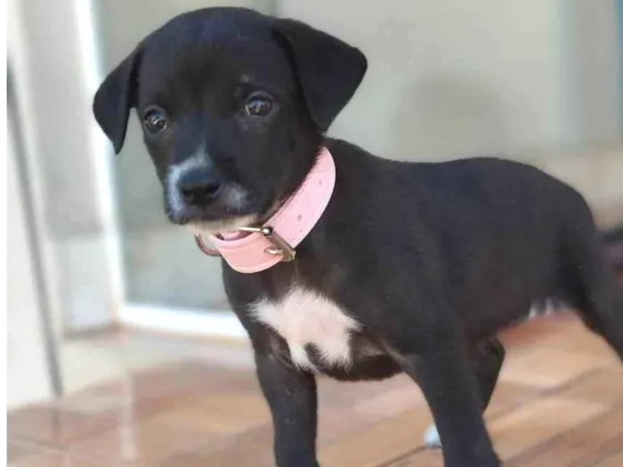 Cachorro ra a SRD idade Abaixo de 2 meses nome Não definido