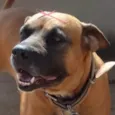 Laika