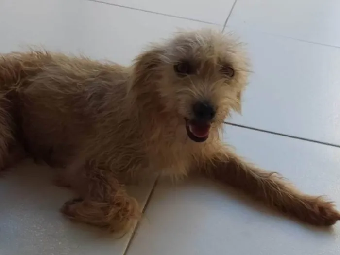 Cachorro ra a SRD-ViraLata idade 5 anos nome Mel